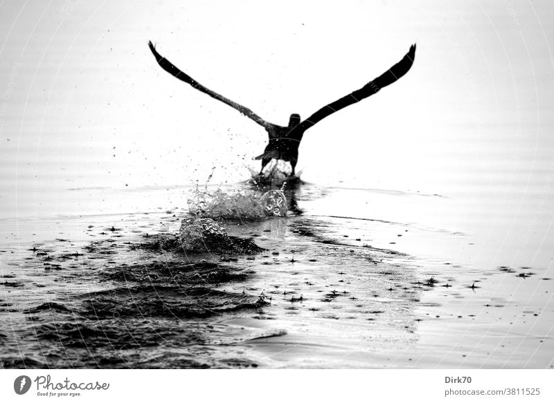 Abflug: Kormoran hebt ab von der Wasseroberfläche Vogel Start Abheben fliegen Flug Wasservogel Flügel Tier Natur Außenaufnahme Wildtier Menschenleer Tag