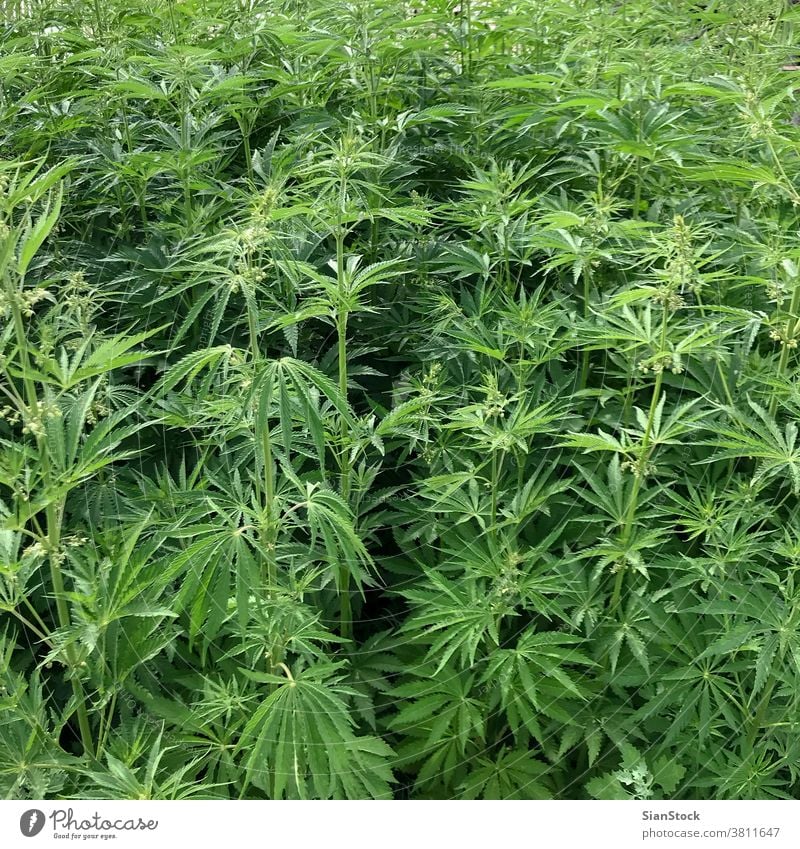 Feld mit wildem Cannabis Medizin Marihuana Medikament frisch Blatt Kraut Unkraut Hanf Sommer Pflanze Hintergrund natürlich wachsen schön grün Wachstum