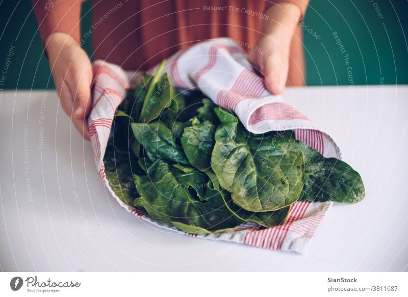 Frau hält Spinatblätter in einem Handtuch Blätter Koch botanisch Pflanze Nährstoff Feinschmecker jung essen heimwärts Haus Küche Gesundheit zeigend Salatbeilage