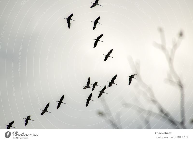 herbst Herbst Natur Kraniche Himmel fliegen Außenaufnahme Freiheit Schwarm Vogel Zugvogel