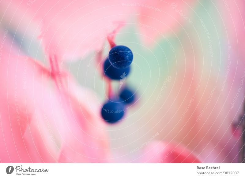 Blaue Beeren am Wilden Wein Wilder Wein parthenocissus Jungfernrebe Herbst Pflanze Schwache Tiefenschärfe mehrfarbig Natur Zentralperspektive