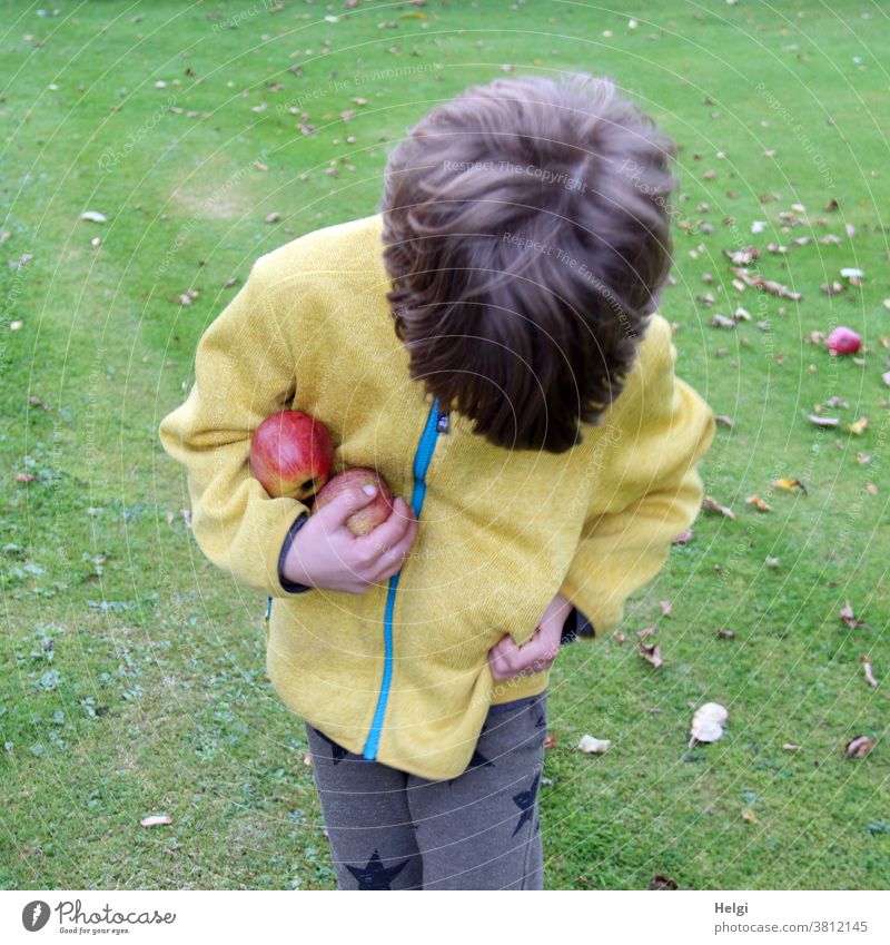 alle Taschen voll - Junge mit gelber Jacke schaut nach unten, hält gesammelte Äpfel im Arm und steckt welche in die Tasche der Jacke Mensch Kind Apfel