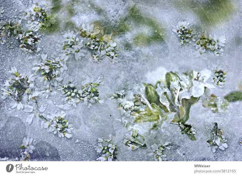 Die Blüten hat es kalt erwischt Winter winterlich eisig Eis Schnee gefroren Blumen grün Frühlingsanfang Wintereinbruch Winteranfang erfroren Eisblumen Eisdecke