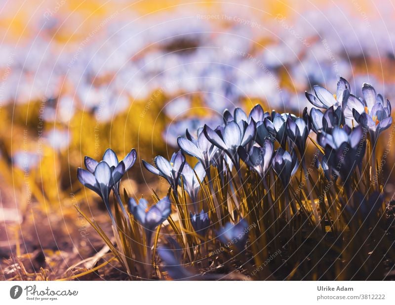 Lust auf Frühling - Leuchtende Krokusse Bremen Franz Schütte Allee Sehenswürdigkeiten Gegenlicht Blumen Blüten Blau Viele Frühlingsgefühle Frühlingserwachen