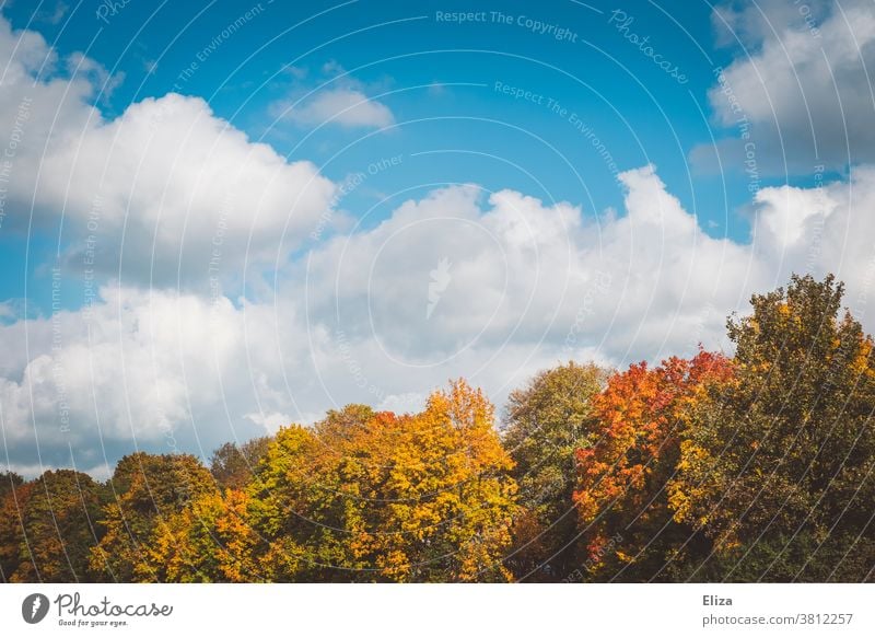 Herbstwald bei Sonnenschein mit Himmel Wald Bäume Laub Natur Außenaufnahme Baum Herbstlaub Landschaft Blauer Himmel Schönes Wetter bunt Jahreszeiten