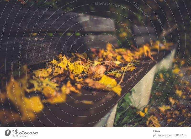 Eine mit Laub bedeckte Sitzbank im Park Bank laubbedeckt Herbst Herbstlaub Herbstfärbung Tag Blätter herbstlich Natur