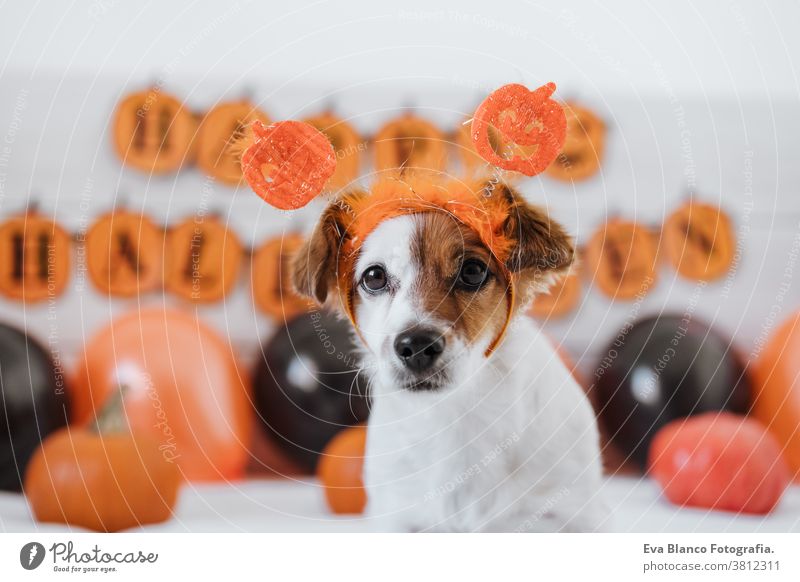 süßer Jack-Russell-Hund, der zu Hause ein Halloween-Diadem trägt. Halloween-Hintergrund-Dekoration. jack russell heimwärts im Innenbereich Ballons Schlafzimmer