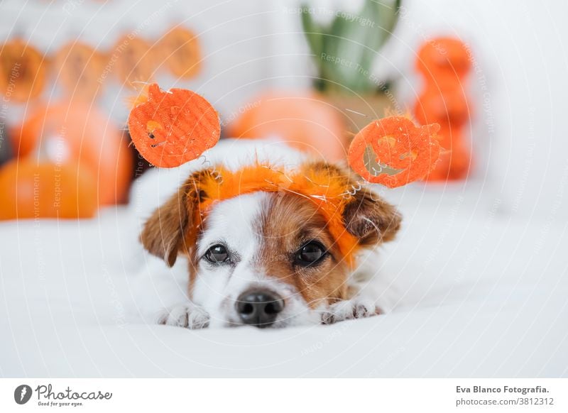 süßer Jack-Russell-Hund, der zu Hause ein Halloween-Diadem trägt. Halloween-Hintergrund-Dekoration. jack russell heimwärts im Innenbereich Ballons Schlafzimmer