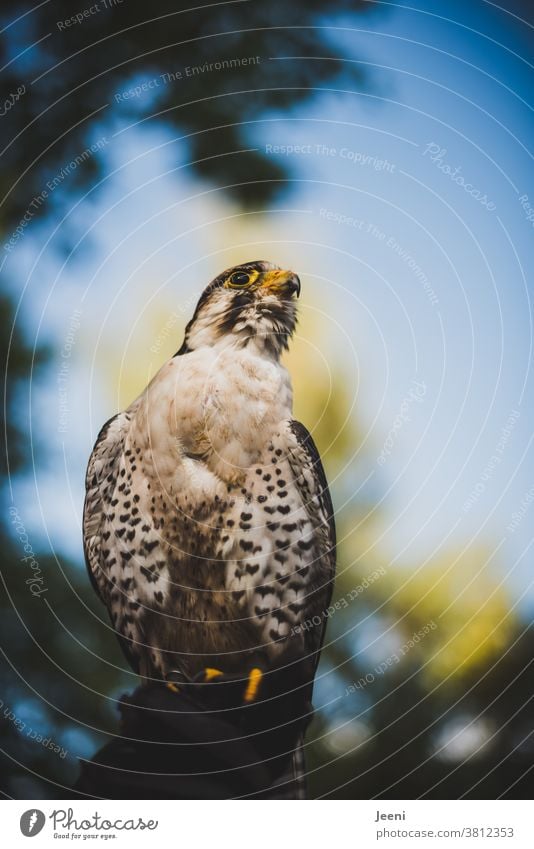 Ein Lannerfalke sitzt stolz auf der Hand des Falkners. Im Hintergrund der blaue Himmel. Greifvogel Falke Vogel Jäger Schnabel Feder Federkleid Blick schön Auge