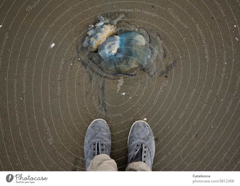 Eine tote, angeschwemmte  blaue Qualle und die Füße ihres Betrachters aus der Vogelperspektive auf nassem Sand Blaue Nesselqualle Tier Fauna gestrandet Strand