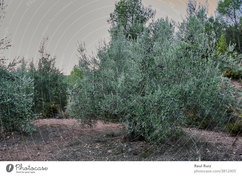 Olivenhaine voller Oliven für die Ernte Bodenbearbeitung Ackerbau Landschaft Bauernhof Erdöl grün ländlich Pflanze Feld oliv natürlich Natur Schonung
