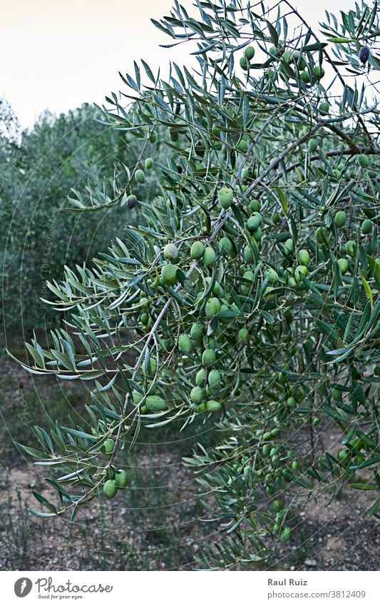 Olivenhaine voller Oliven für die Ernte Bodenbearbeitung Ackerbau Landschaft Bauernhof Erdöl grün ländlich Pflanze Feld oliv natürlich Natur Schonung