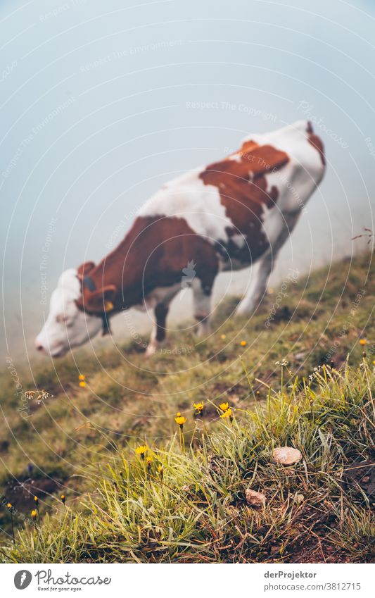 Kuh im Nebel über dem Achensee in Tirol in Österreich Alpen Gegenlicht tirol Fernweh Wanderausflug Wandertag Naturschutz Ausdauer Tatkraft Willensstärke