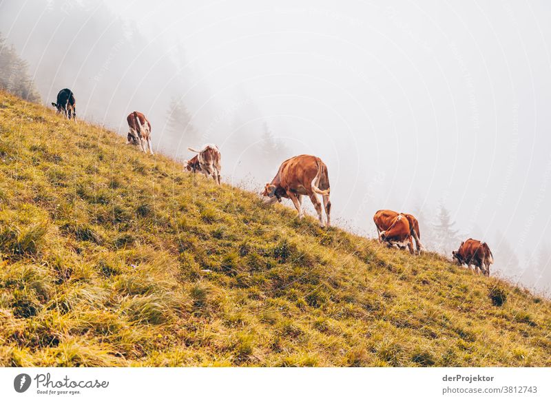 Kuhherde im Nebel oberhalb des Achensees in Tirol in Österreich Alpen Gegenlicht wanderlust Wanderausflug Wandertag Naturschutz Ausdauer Tatkraft Willensstärke