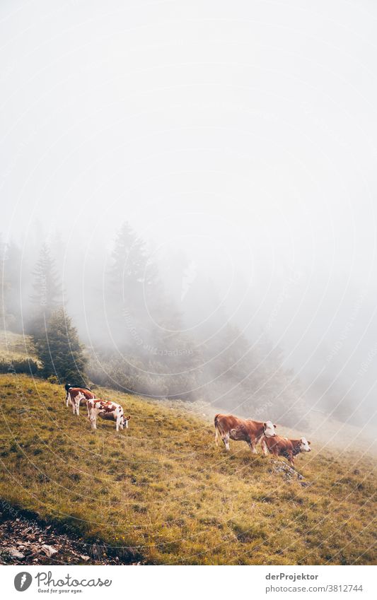 Kuhherde 2 im Nebel über dem Achensee in Tirol in Österreich Alpen Gegenlicht tirol Fernweh Wanderausflug Wandertag Naturschutz Ausdauer Tatkraft Willensstärke