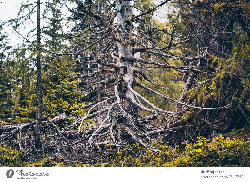 Abgestorbener Baum über dem Achensee in Tirol in Österreich Alpen Gegenlicht tirol Fernweh Wanderausflug Wandertag Naturschutz Ausdauer Tatkraft Willensstärke