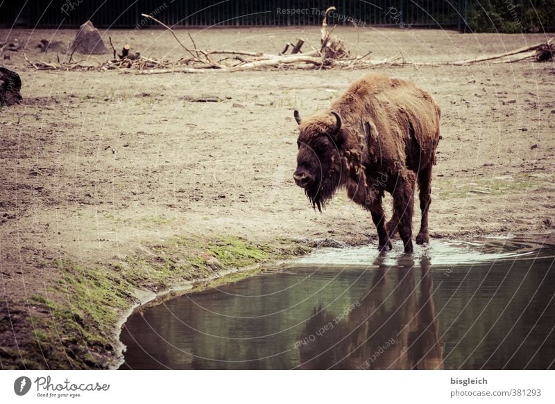 Wasserloch Fleisch Wildtier Bison Büffel 1 Tier Blick stehen trinken braun Außenaufnahme Menschenleer Textfreiraum links Tag