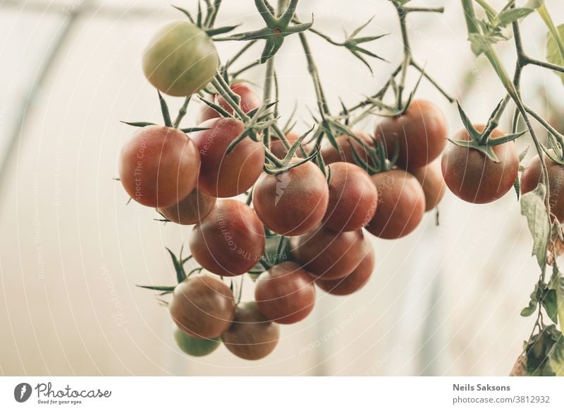 Nahaufnahme rote Tomaten hängen an Zweigen, die im Gartengewächshaus wachsen Tomatenpflanze Ackerbau Ast Haufen Kirsche Klettern Farbe Ernte lecker Diät Essen
