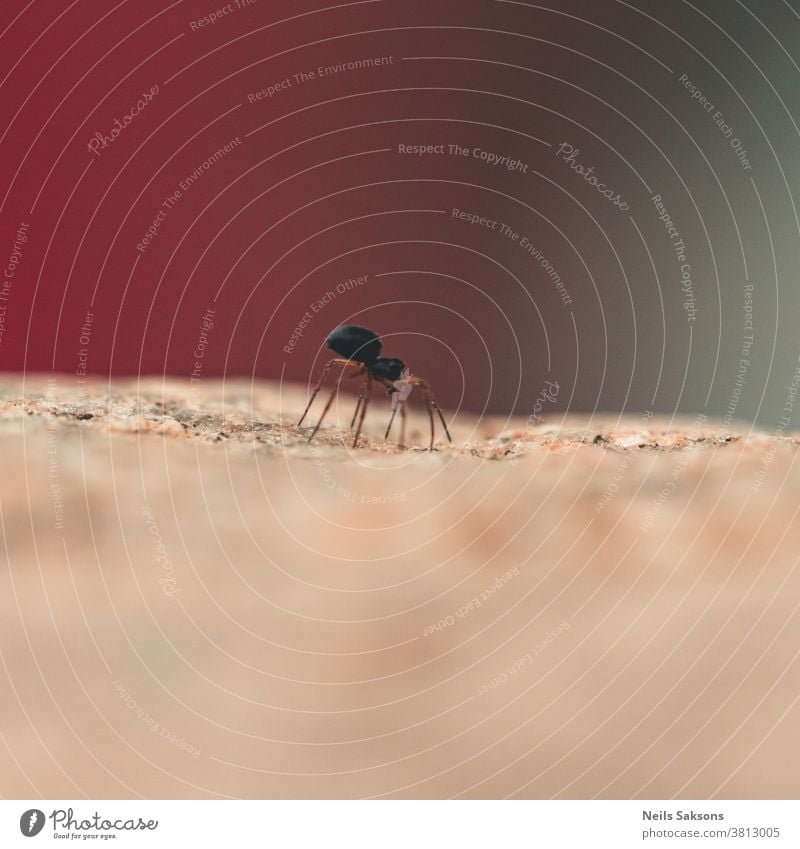 winzige Spinne auf dem Felsen Tier Spinnentier Arachnophobie Arthropode Hintergrund schön Schönheit schwarz Wanze braun Nahaufnahme Farbe gruselig niedlich