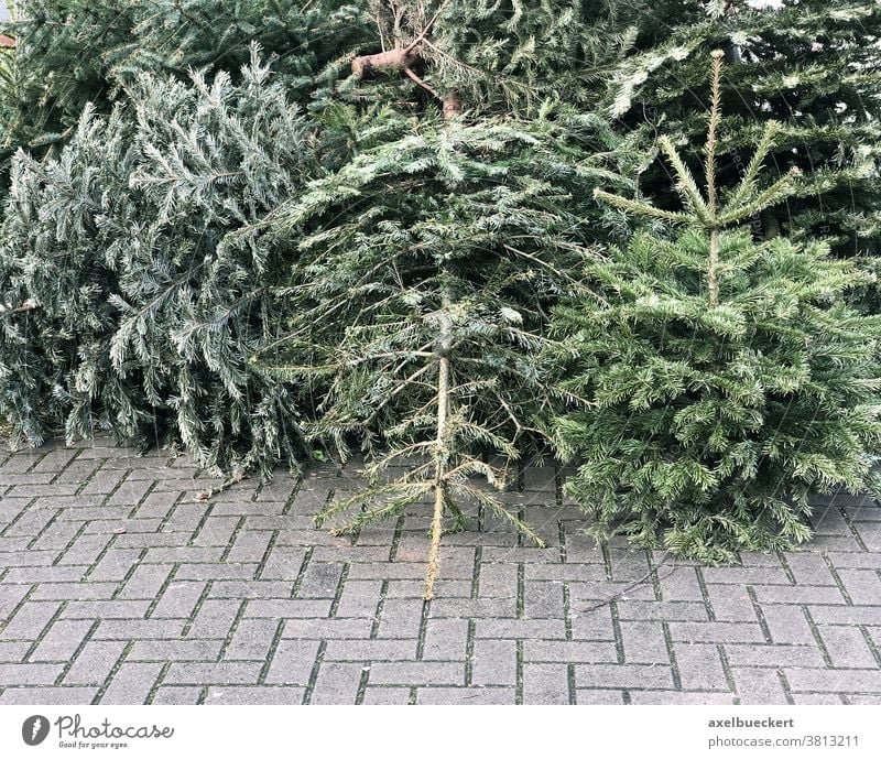 ausrangierte Weihnachtsbäume, die zur Müllabfuhr auf dem Bürgersteig gestapelt werden Weihnachtsbaum Tannenbaum wegwerfen Weihnachten Baum Sammlung Haufen