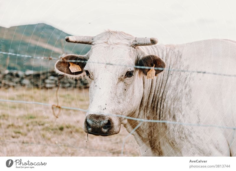 Weiße Riesenkuh mit riesigen Hörnern auf dem Bauernhof schaut direkt in die Kamera Wade Lebensmittel Rind Gras Ackerbau Herde Säugetier weiß Tier Ranch Kuh