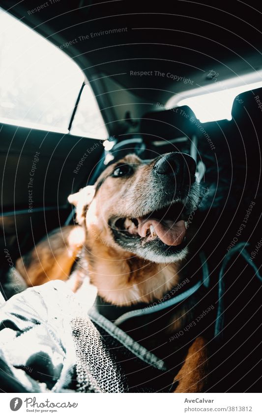 Süßer Hund, der lächelt, während er auf dem Rücksitz des Autos wartet bezaubernd genießen Lifestyle niedlich Spaß ruhen Haustier heimwärts Nahaufnahme heimisch
