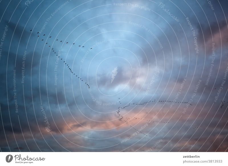 Kraniche in Linum kranich vogel zugvogel schar schoof fliegen kette winterquartier flugformation himmel wolke wetter dämmerung abend sonnenuntergang