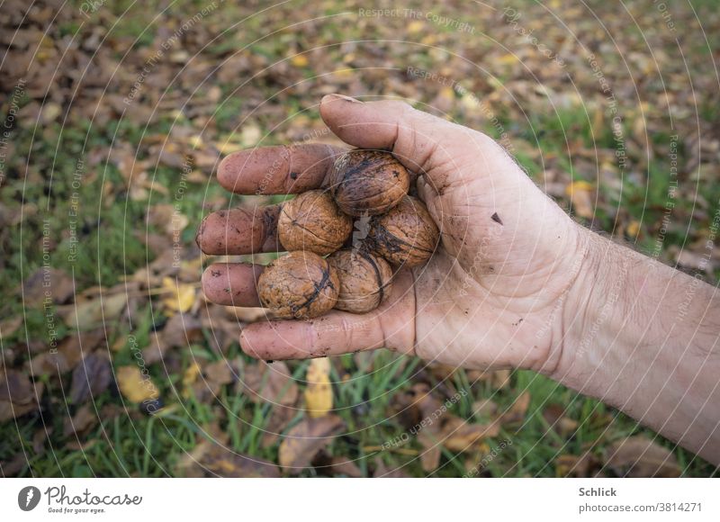 Walnüsse in der schmutzigen Hand des Sammlers im Hintergrund unscharf Gras mit Walnussblättern sammeln frisch Wiese Herbst Nüsse Handinnenfläche fünf männlich