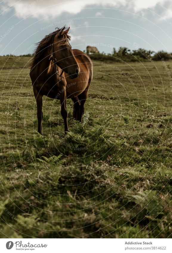Braunes Pferd auf grüner Farmweide Weide Ackerland braun Ranch Pferdestall Landschaft Natur malerisch Landwirtschaft Gras Bauernhof Umwelt Gesicht Sommer sonnig