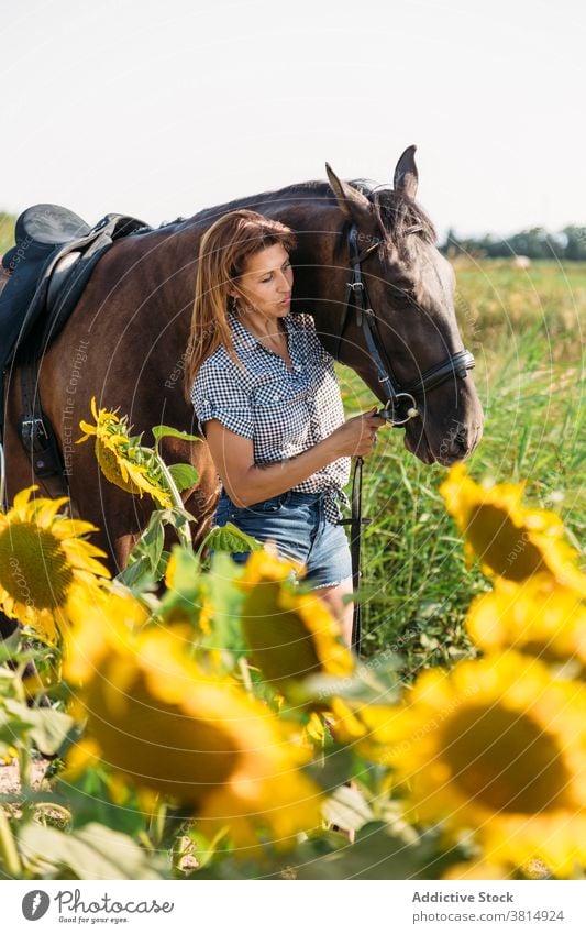 Schöne Frau streichelt ihr Pferd in einem Sonnenblumenfeld an einem sonnigen Nachmittag Mitfahrgelegenheit Streicheln Liebe Reiterin Landschaft im Freien