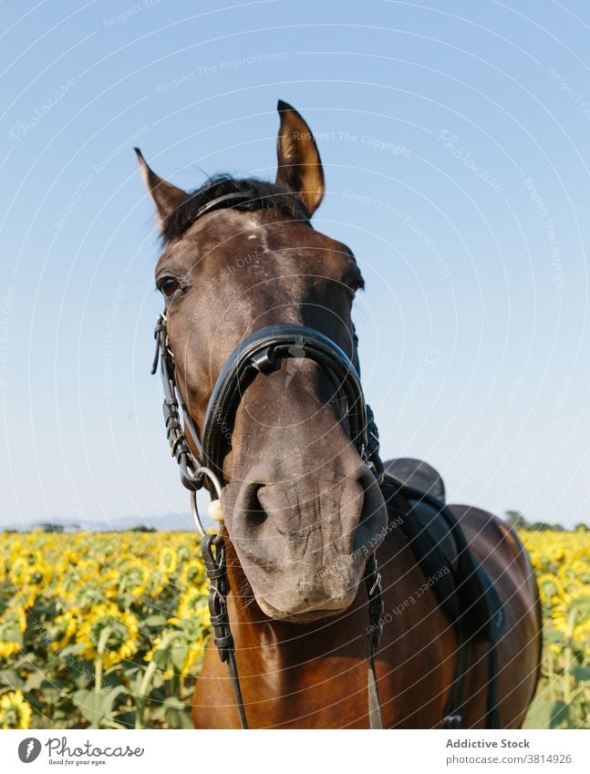 Nahaufnahme eines Pferdes in einem Sonnenblumenfeld an einem sonnigen Nachmittag pferdeähnlich Kopf Tier im Freien außerhalb Lebensstile Säugetier Haustier