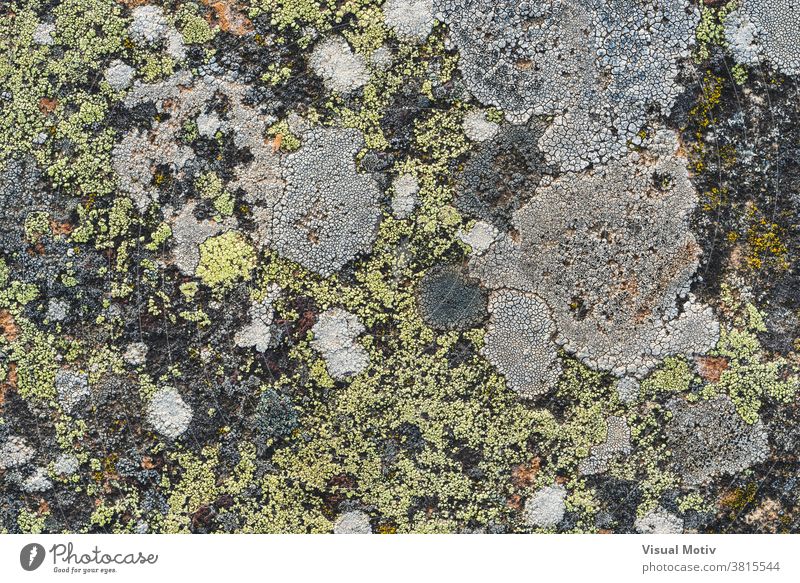 Textur verschiedener Flechten, die auf einer Steinoberfläche wachsen abstrakt Hintergrund Detailaufnahme Oberfläche Außenseite Natur gealtert grün Organismus
