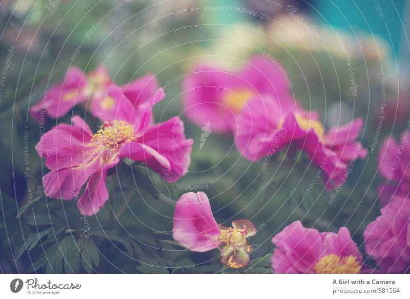 *I* Natur Pflanze Frühling Blume Topfpflanze Garten Blühend rosa verschönern Zusammensein Gedeckte Farben Außenaufnahme Nahaufnahme Menschenleer