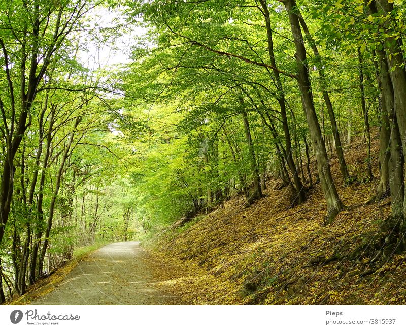 Unterm Blätterdach Waldweg laubbäume Herbstlaub Ziel wandern Naturerlebnis Nationalpark Eifel aktiv erholen Urlaub waldbaden Gesundheit Licht & Schatten hang