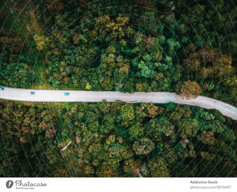 Straße mit Autos im Wald Wälder PKW Laufwerk erstaunlich grün Waldgebiet Fahrbahn Autobahn spektakulär Verkehr Fahrzeug malerisch Baum Route Natur Ausflug