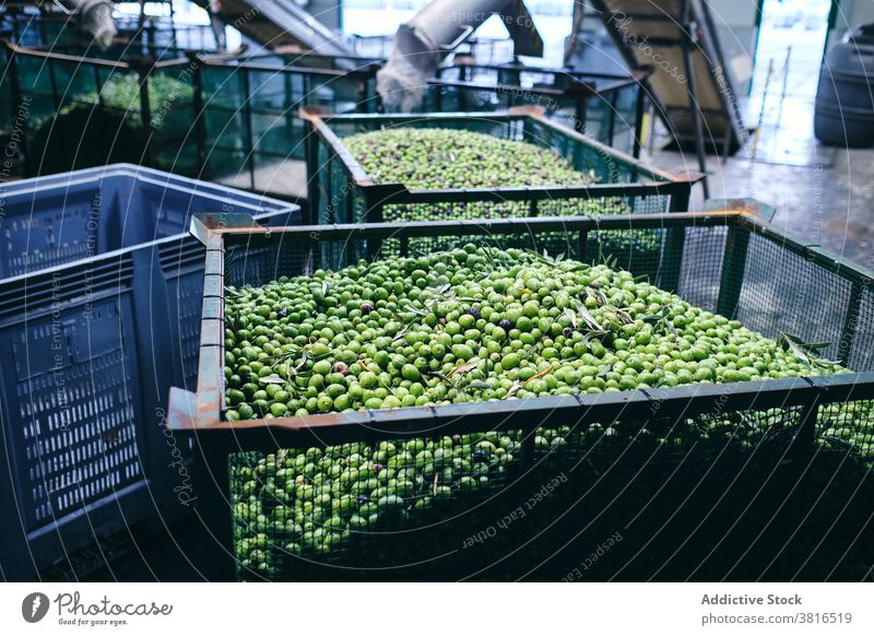 Grüne Oliven in Containern in der Fabrik industriell Einrichtung Lager oliv frisch Ackerbau Industrie roh Produkt Inszenierung Herstellung Lebensmittel