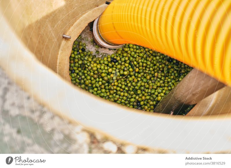 Behälter mit Wasser und grünen Oliven im Werk Sauberkeit reinigen oliv Fabrik Tank Stausee Schlauch Gerät Industrie Waschen frisch Hygiene Werkzeug liquide