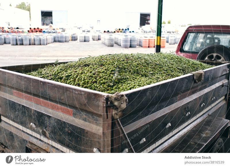 Stapel von Oliven im Autoanhänger PKW Anhänger Fabrik oliv industriell Gegend frisch grün Pflanze reif schäbig Metall verwittert Fahrzeug Haufen riesig Verkehr