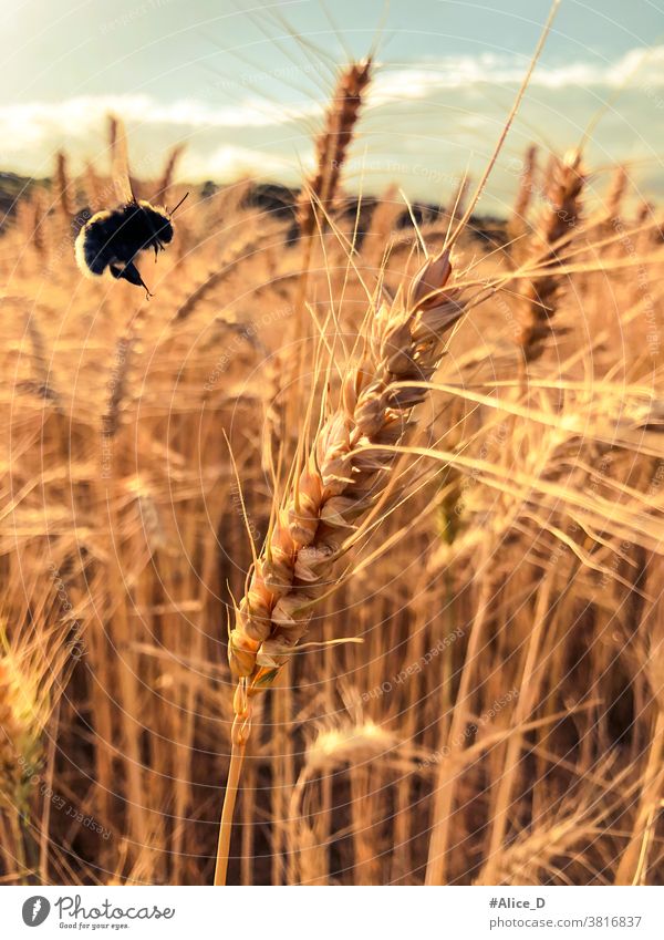 Weizenhalm Feld und Hummel im Anflug Weizenfeld Weizenhalme Close Up brau gold trocken getreide Getreidefeld Dinkel insekt natur Nahrung Industrie
