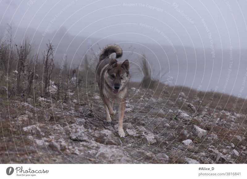 Wolf in Karge Nebellandschaft Hund laufen wolfshund Europäische Wolfshybrid Hundrassen karge Fauna Kargesland nebel morgen Morgennebel Seeufer wandern