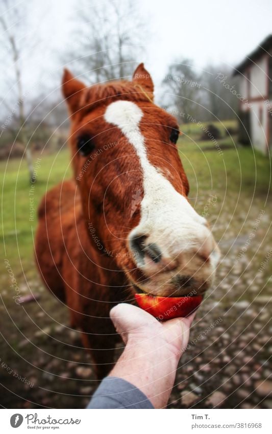 eine Hand füttert ein Pferd mit einem Roten Apfel Polen horse stute Ranch Bauernhof Tier Stute Außenaufnahme Fressen füttern Winter Hof Säugetier