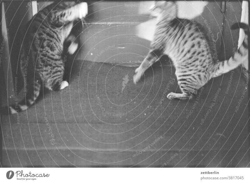 Zwei Katzen katze tier haustier zwei paar streit kampf zweikampf streiten konflikt konkurrenz gegner feind feindschaft rangfolge schnell bewegung