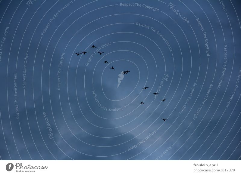 Unterwegs - Zugvögel bei bedecktem Himmel Vögel Zugvogel Vogel Vogelschwarm Wolken Wolkenhimmel düster fliegen Natur Wildtier Außenaufnahme Freiheit Tiergruppe