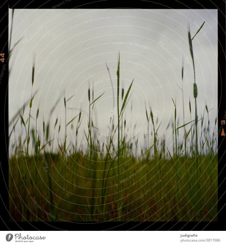 Sommer. Analoges Foto einer Wiese. Gras grün Natur Umwelt Farbfoto Außenaufnahme natürlich Feld Pflanze wachsen Wildpflanze analog Analogfoto 6x6