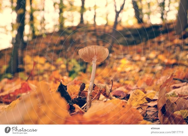 Ein kleiner Pilz inmitten von buntem Herbstlaub Wald Boden herbstlich Pilzhut Laubwald Umwelt Waldboden braun Herbstfarben Natur Blatt Pflanze Wachstum