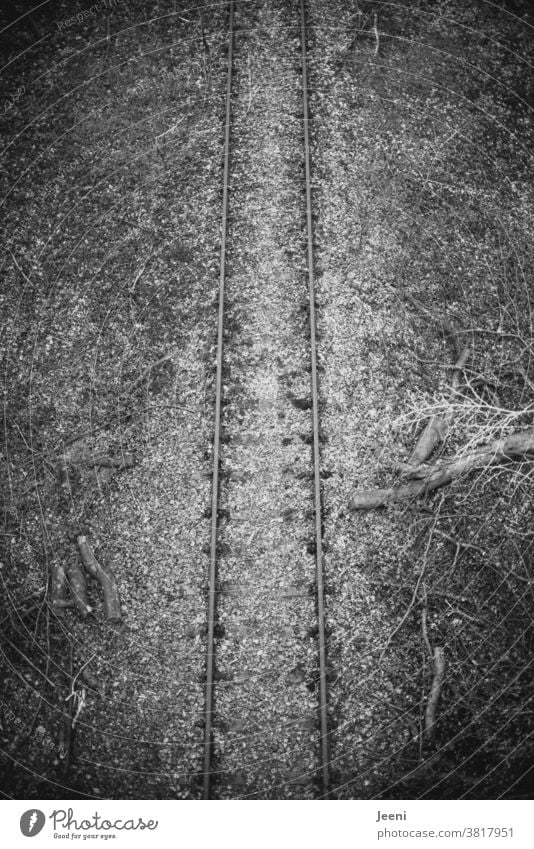 Alte Bahnschienen im Wald Bahnstrecke alt zugewachsen menschenleer von oben Brücke Bäume Gestrüpp Totholz Baum marode Landschaft Außenaufnahme Laub dunkel