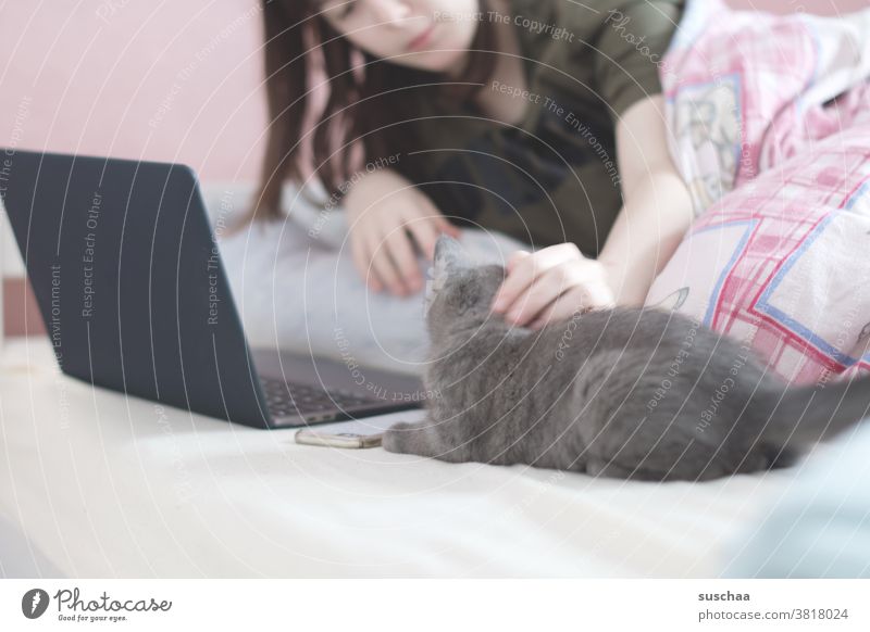 katze streicheln Katze Kater Mensch Haustier Hauskatze Jugendliche Tierliebe liebkosen Bett Laptop Macbook Kommunikation