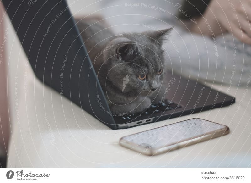 ein katerchen belegt die tastatur eines laptops Katze Kater Hauskatze Haustier Tier niedlich Säugetier Katzenkind Laptop Tastatur ausruhen belegen besetzen