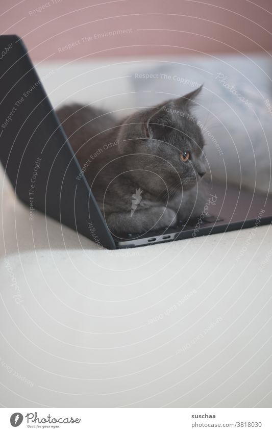 kleiner kater sitzt auf der tastatur eines laptops Katze Kater Haustier Tier Tierliebe Fell Hauskatze kuschlig Tierporträt niedlich Katzenkopf interessant