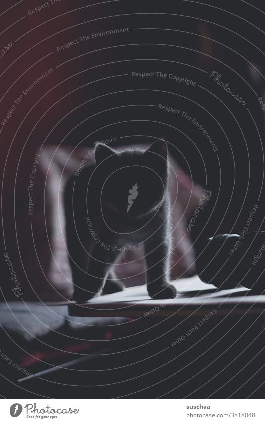 schattenkatze Katze Schatten dunkel Silhouette Tisch Umriss Katzenkopf Ohren Haustier Tierporträt Hauskatze Pfoten